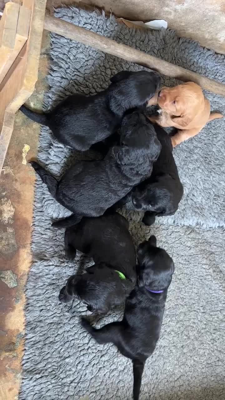 Labradoodle dogs for sale: Miniature labradoodle pups in Folkestone - Video 1