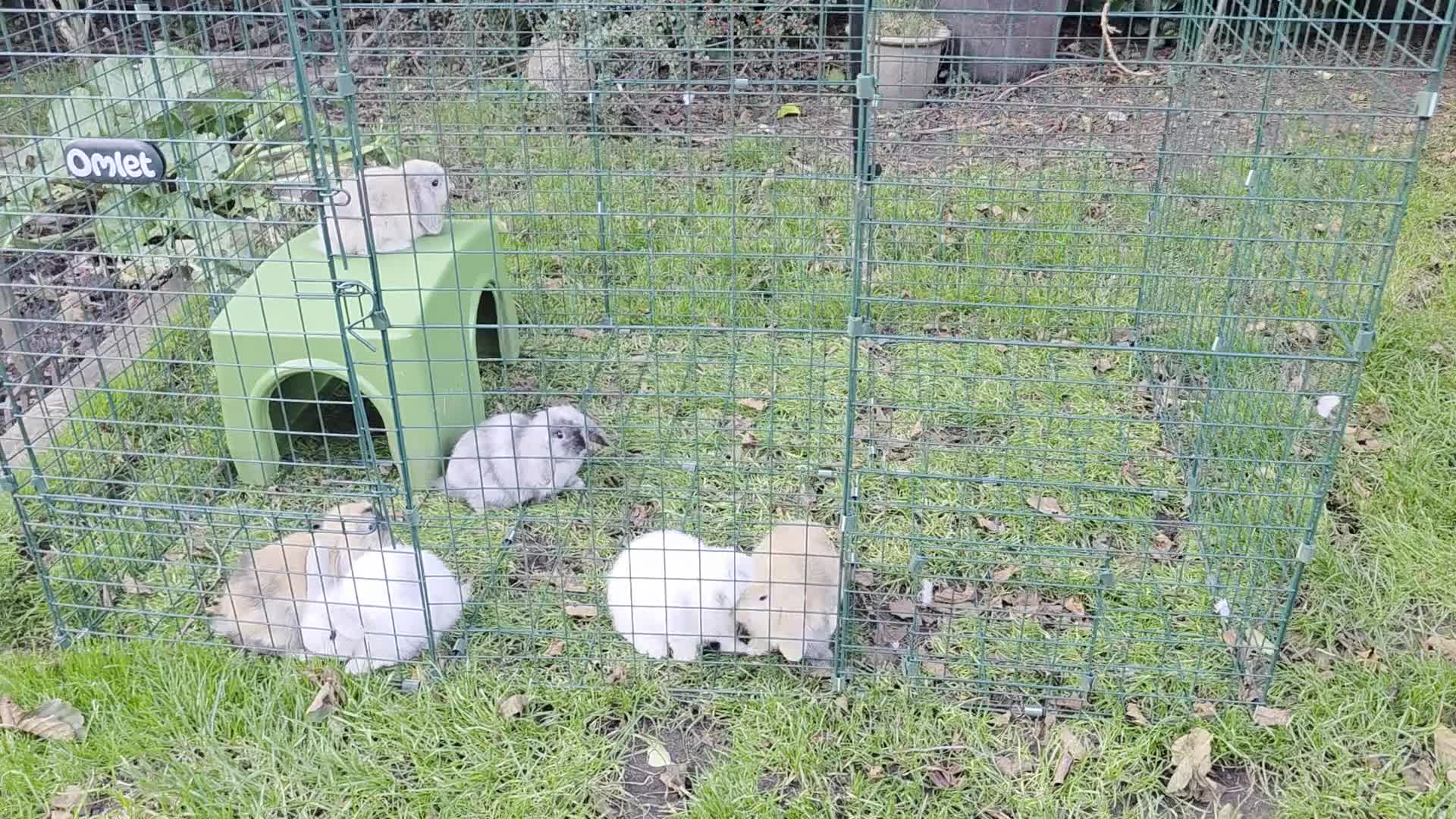 Mini Lop rabbits for sale: Baby mini lop rabbits - Video 1