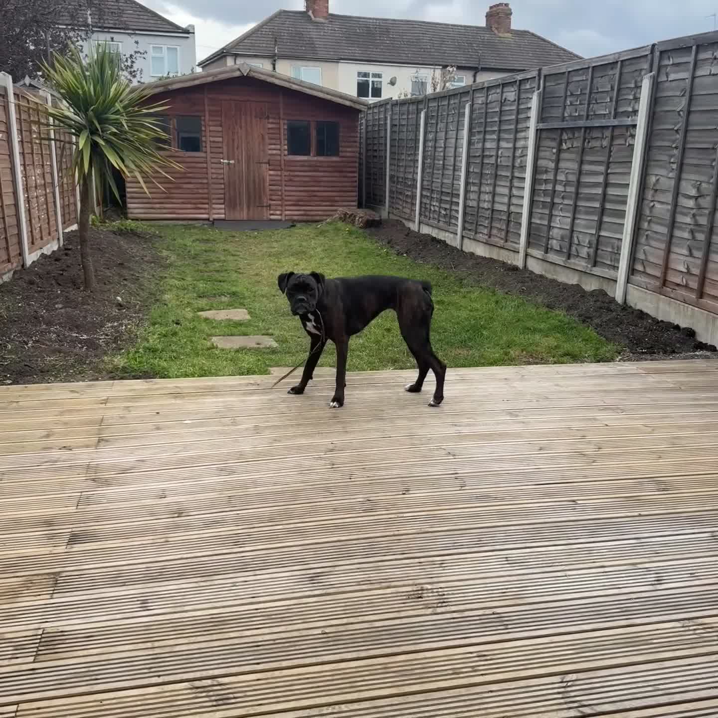 Boxer dogs for sale: Female boxer - Video 2