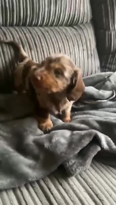Dachshund dogs for sale: Long haired miniature  - Video 3