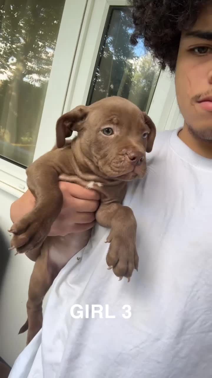 American Bulldog dogs for sale: American bulldog mastiff bloodline puppies  - Video 3