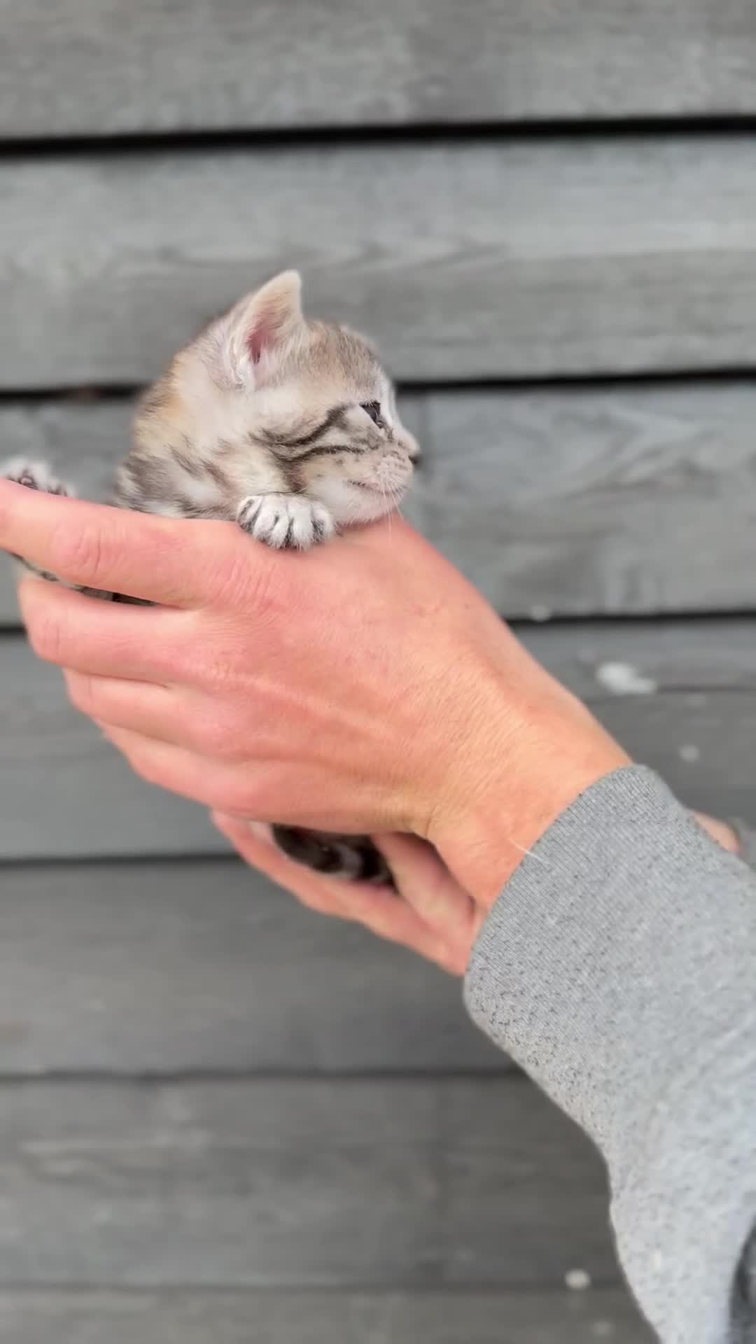Bengal cats for sale: Beautiful Bengals Babies  - Video 2