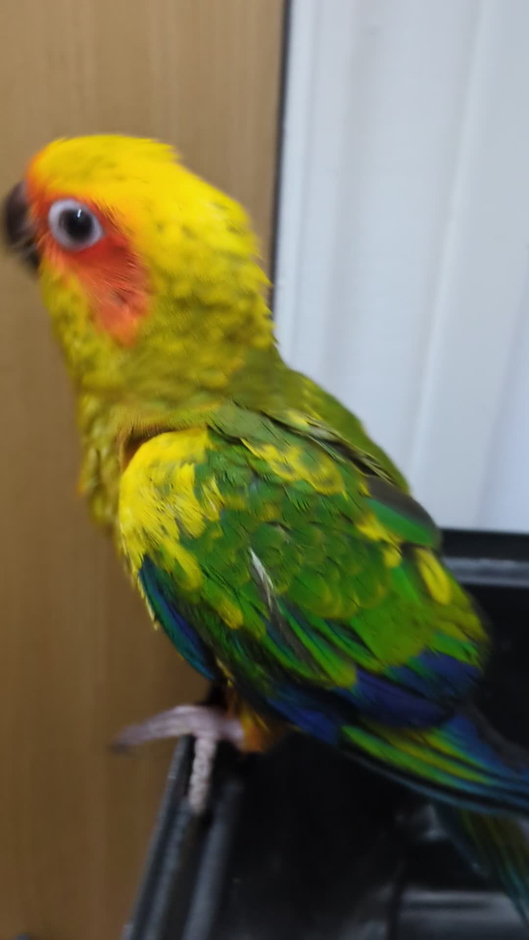 Conures birds for sale: Sun Conure super friendly baby - Video 1