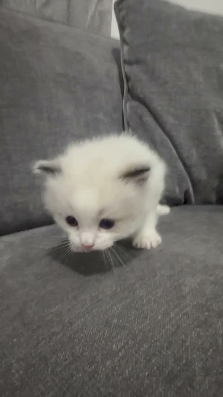 Ragdoll cats for sale: Stunning 3/4 Ragdolls Kittens - Video 3