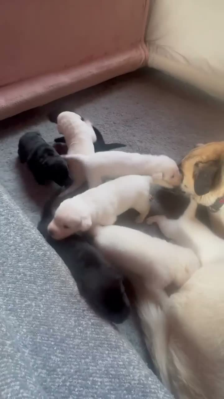 Mixed Breed dogs for sale: Lab+Akita adorable pups in Stansted - Video 2