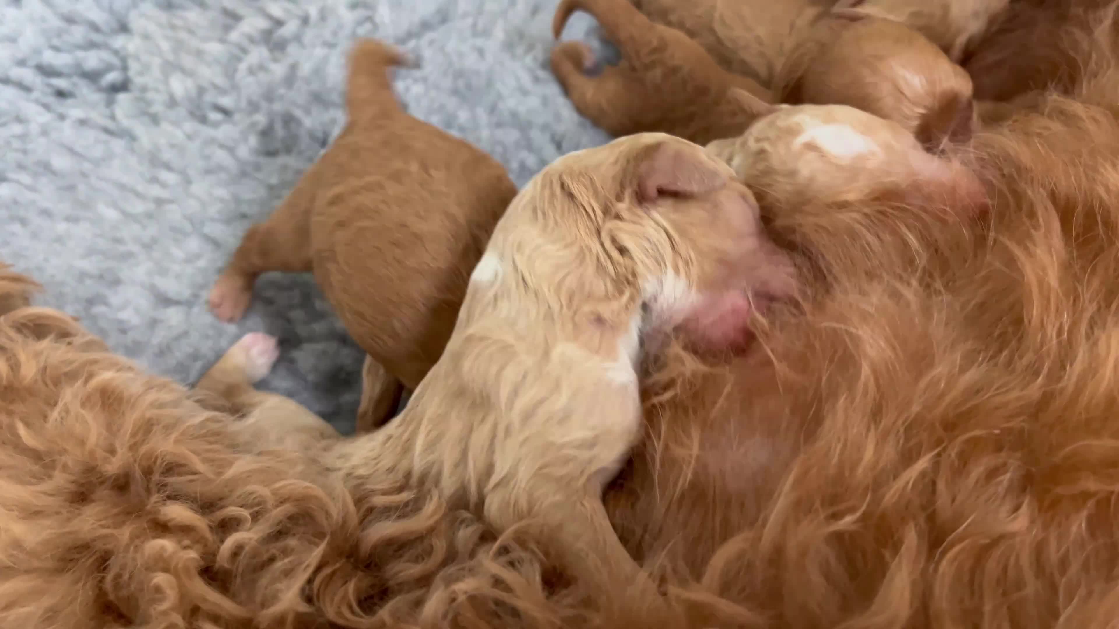 Mixed Breed dogs for sale: ❤️❤️ AUSTRALIAN GOLDENDOODLES ARE COMING SOON❤️❤️ in Northallerton - Video 1