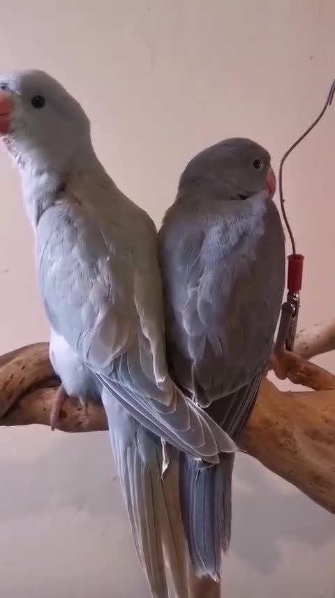 Ringnecks birds for sale: Ringneck babies  in Holywell - Video 2