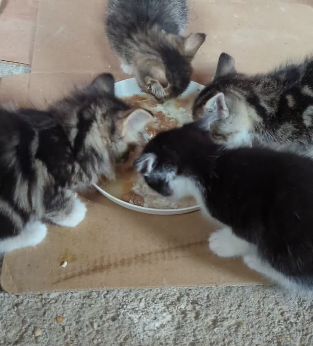 Domestic Shorthair cats for sale: 4 Playful Kittens Ready for Loving Homes!  - Video 1