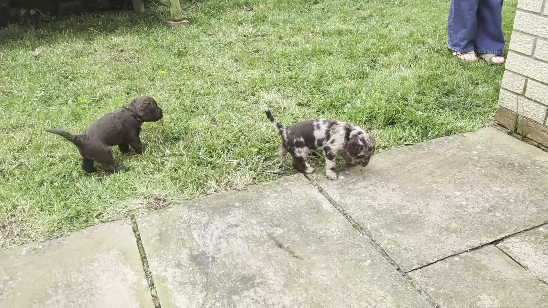 Cockapoo dogs for sale: Chocolate Merle Cockerpoos in Frizington - Video 1