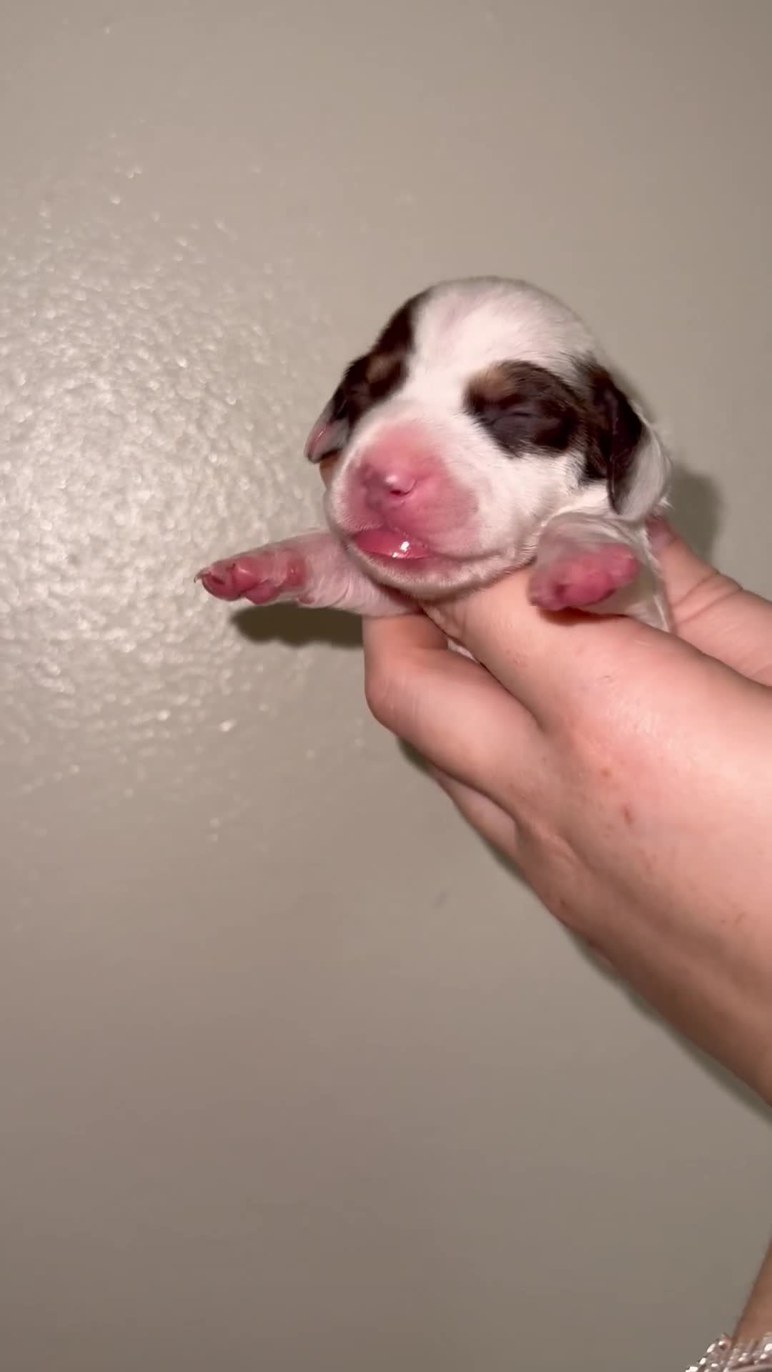 Miniature Dachshund dogs for sale: 6 miniature dachshund pups - Video 2