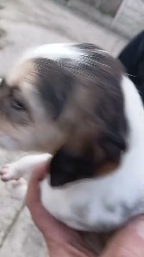 Saluki dogs for sale: KC registered saluki puppy’s  - Video 1