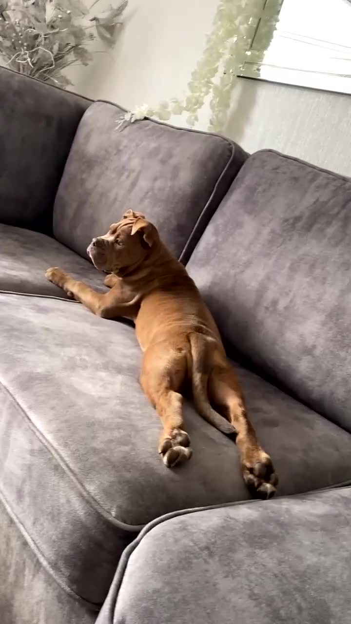 Dorset Olde Tyme Bulldogge dogs for sale: Beautiful KC olde English bulldogs in spennymoor  - Video 4