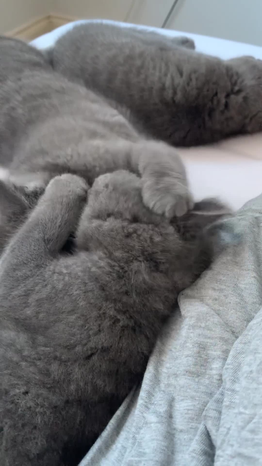 British Shorthair cats for sale: British Shorthair Blue Kittens 💛 Raised with Love - Video 3