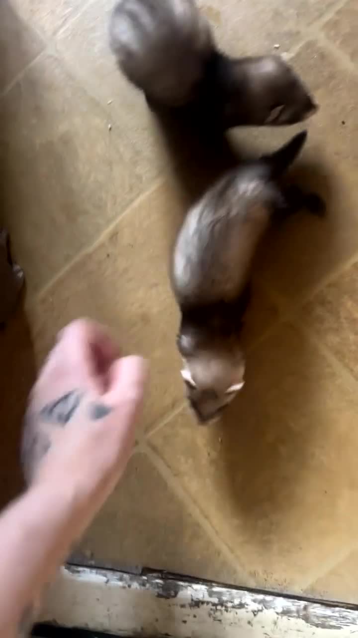 Ferret rodents for sale: Ferrets - Video 4