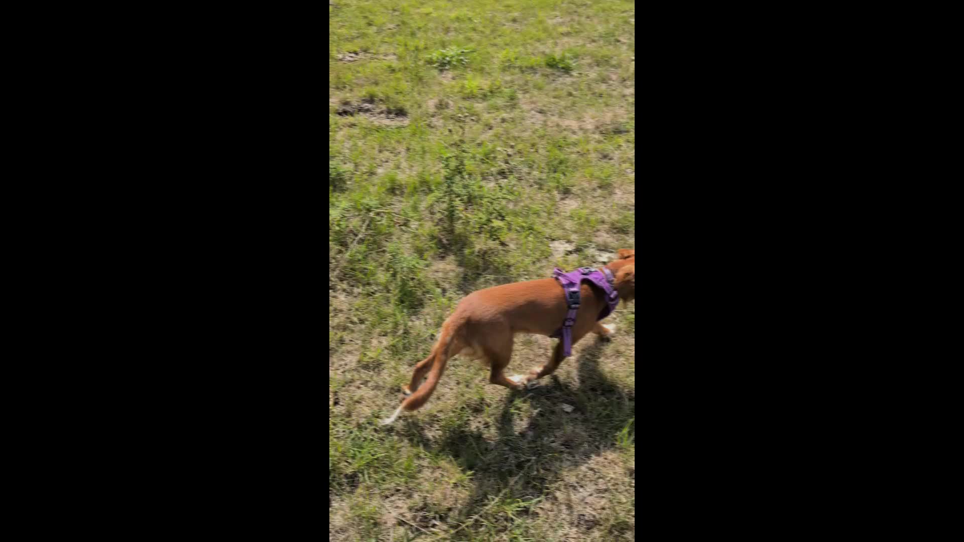 Cocker Spaniel dogs for sale: Working Cocker Spaniel 7 Months Old - Video 3