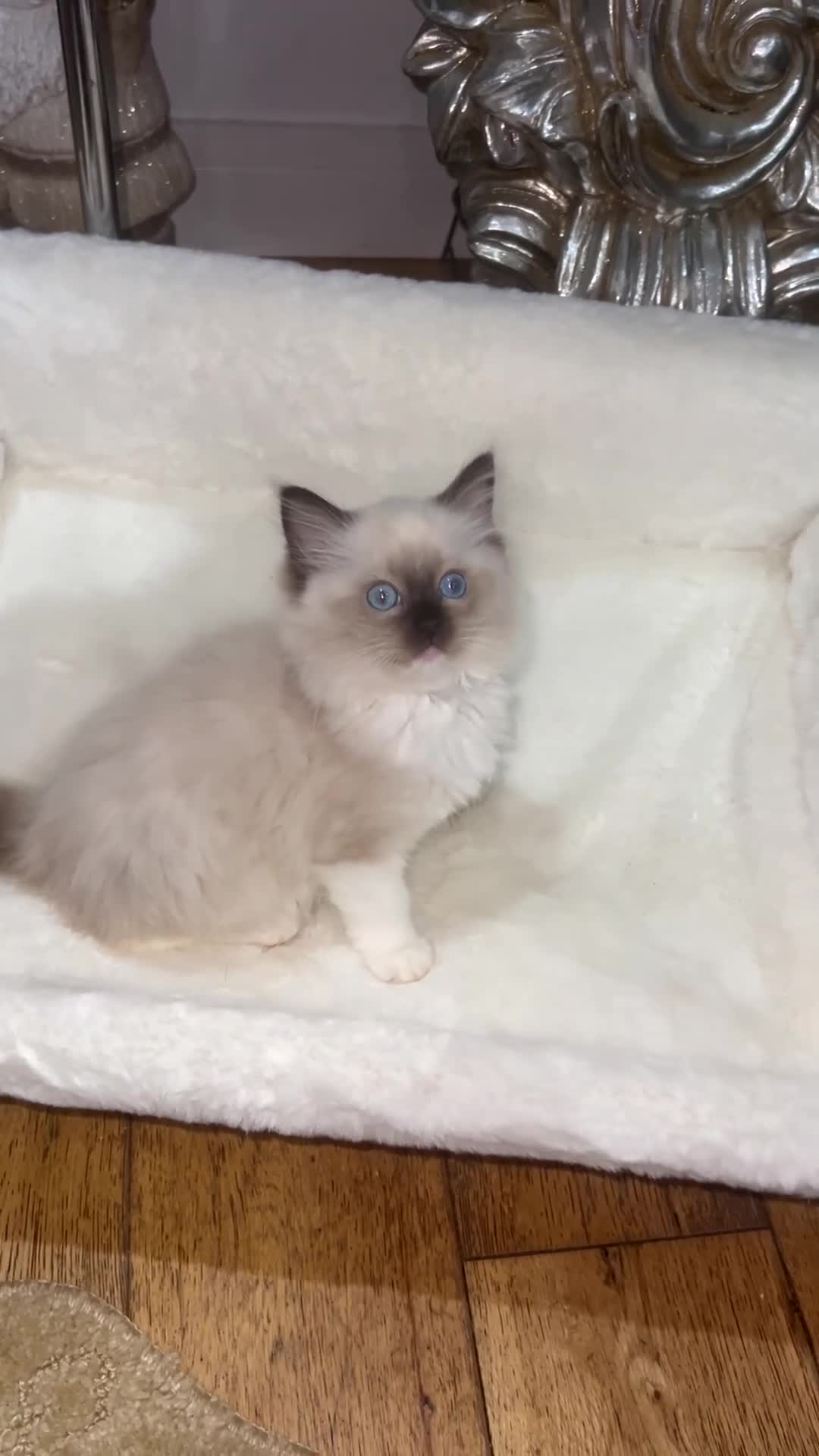 Ragdoll cats for sale: Reserved…Waiting list available - Video 2