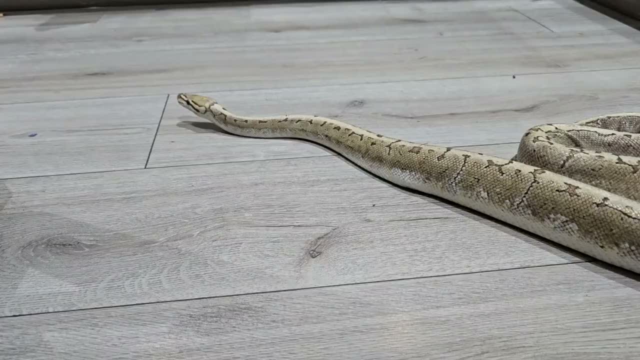 Python Snake reptiles for sale: Ball Python Bamboo Pinestripe in Farnham - Video 1