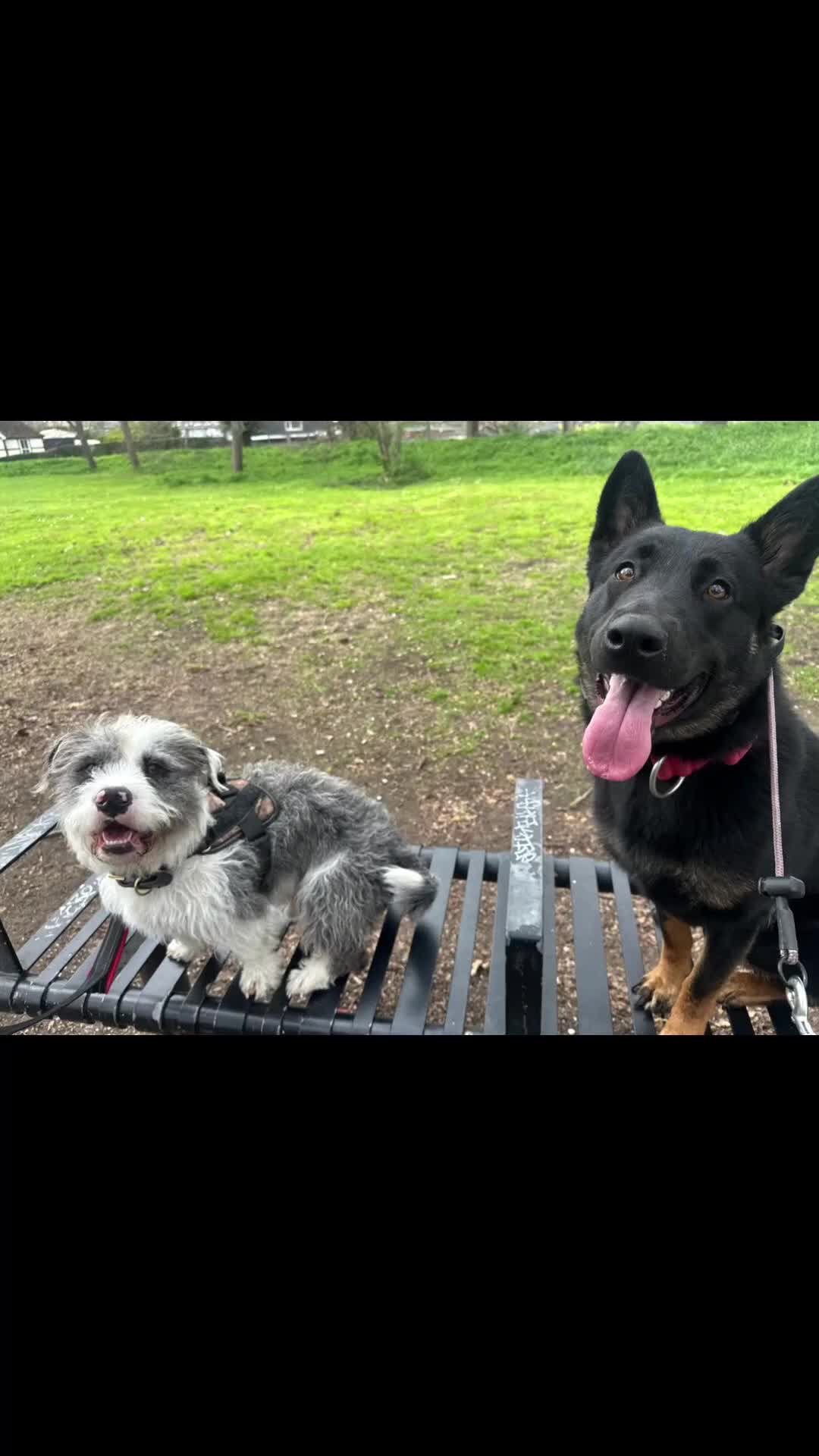 Mixed Breed dogs for sale: 11 month shepherd mix - Video 1
