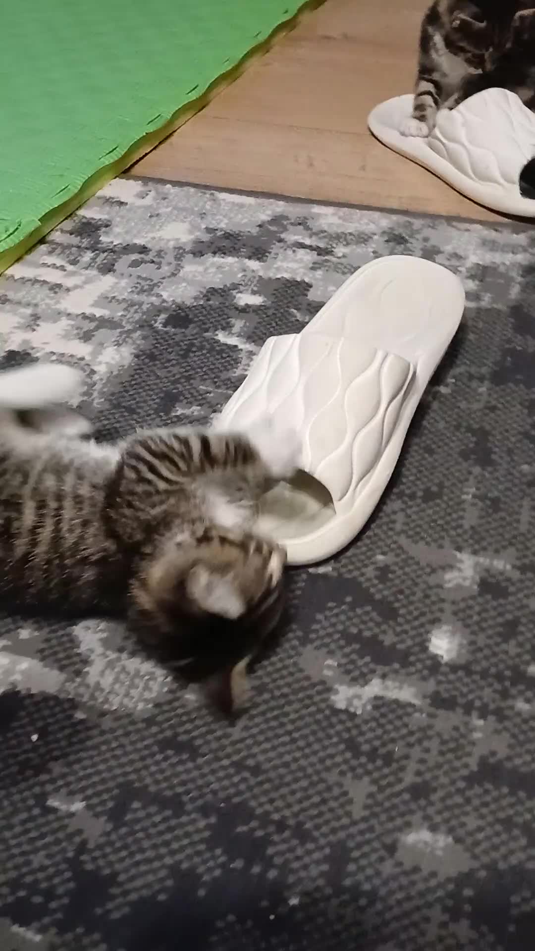 Mixed Breed cats for sale: 4 cute kittens for sale - Video 1