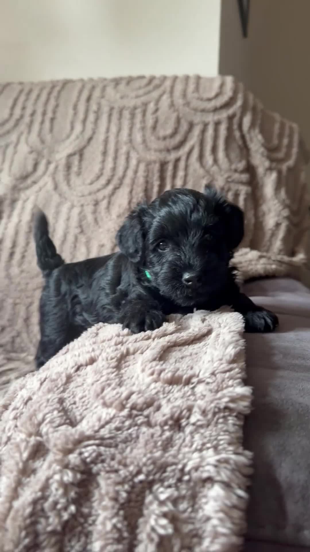 Schnoodle dogs for sale: Beautiful F1 Schnoodle Puppies - Video 3