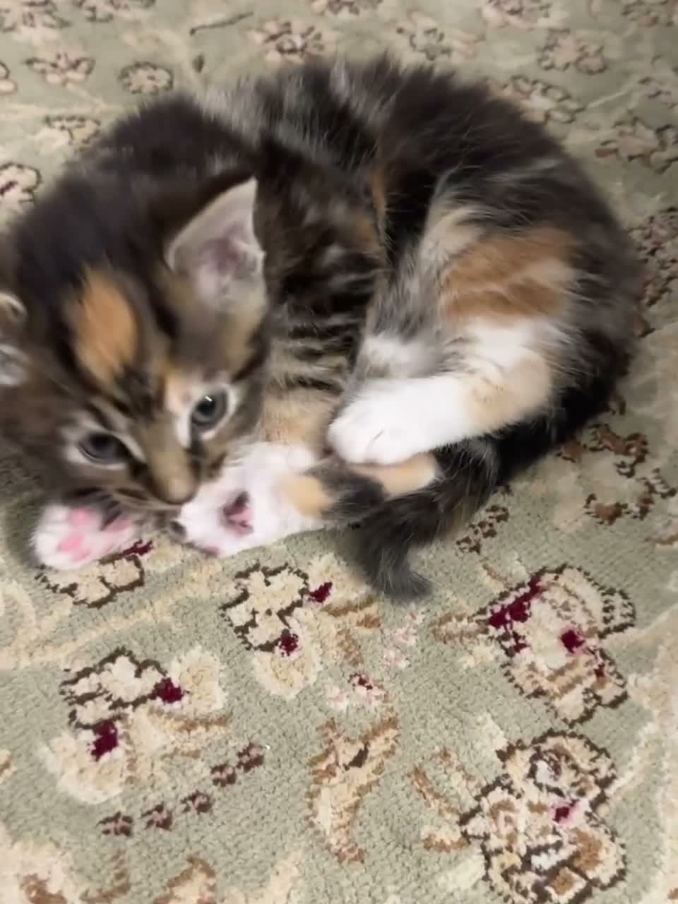 Mixed Breed cats for sale: Adorable, Loving Kittens Looking for Forever Homes - Video 1