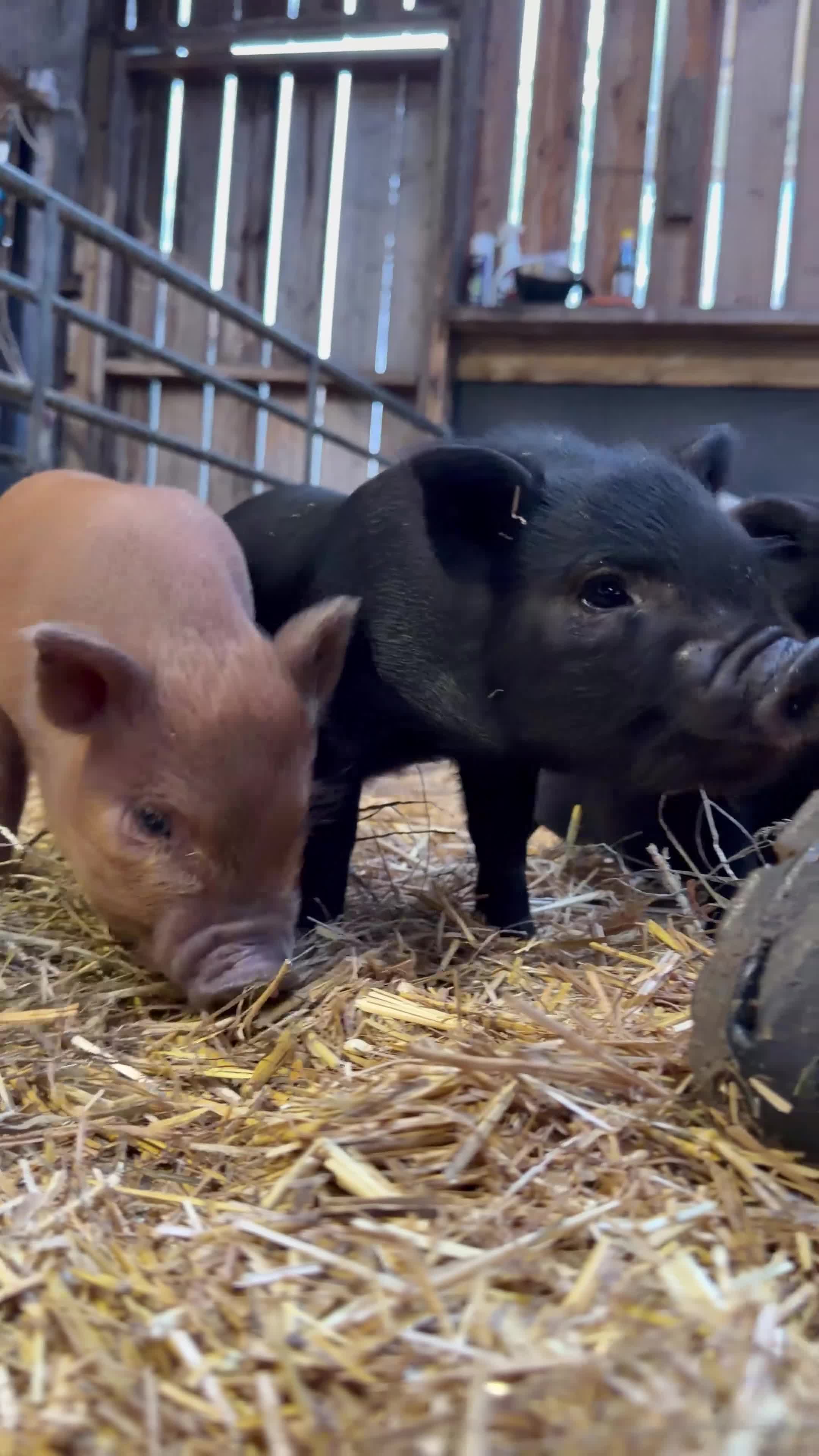Pig livestock for sale: Pure Juliana Piglets - male & female - Video 1