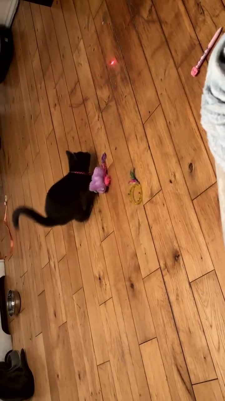 Russian Blue cats for sale: Mother & Daughter russian blues  in Romford - Video 3