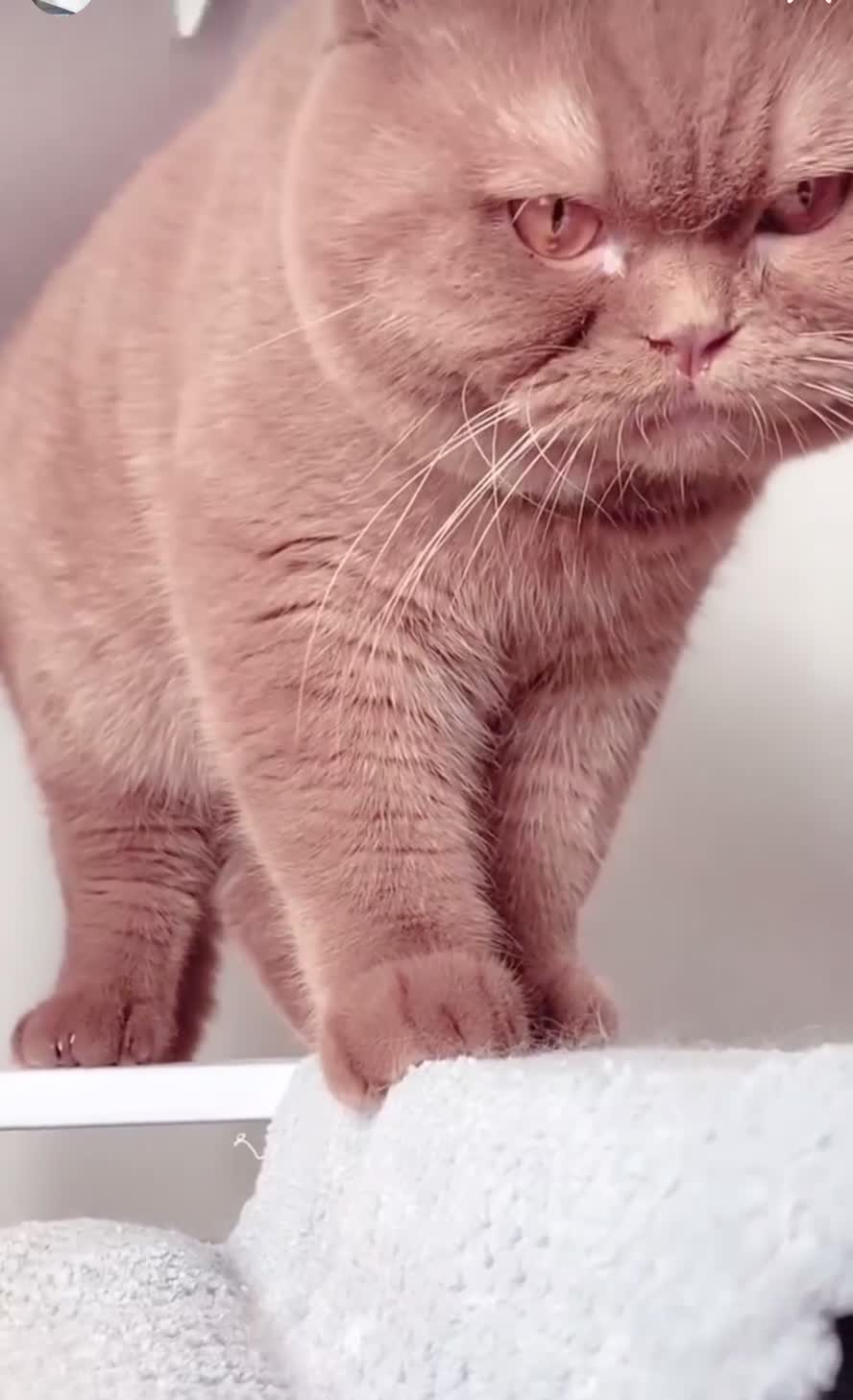 British Shorthair cats for sale: Two amazing EX -stud cats looking for a warm lap. - Video 1