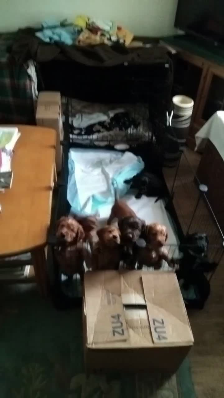 Cocker Spaniel dogs for sale: Working cocker spaniels  in Okehampton - Video 2
