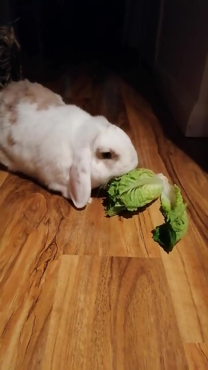 Mini Lop rabbits for sale: Very Friendly Mini Lops, perfect family pet - Video 3