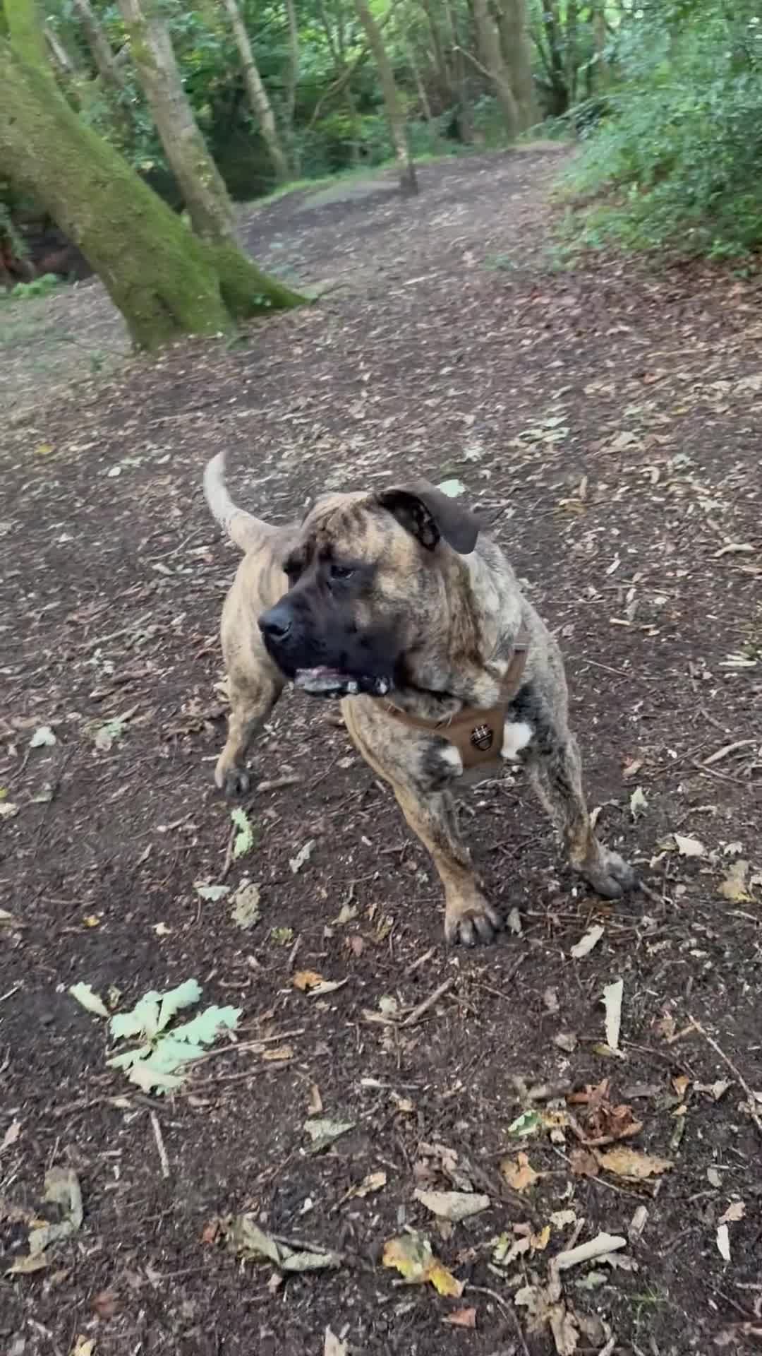 Presa Canario dogs for stud: Presa Canario STUD  in Salford - Video 2