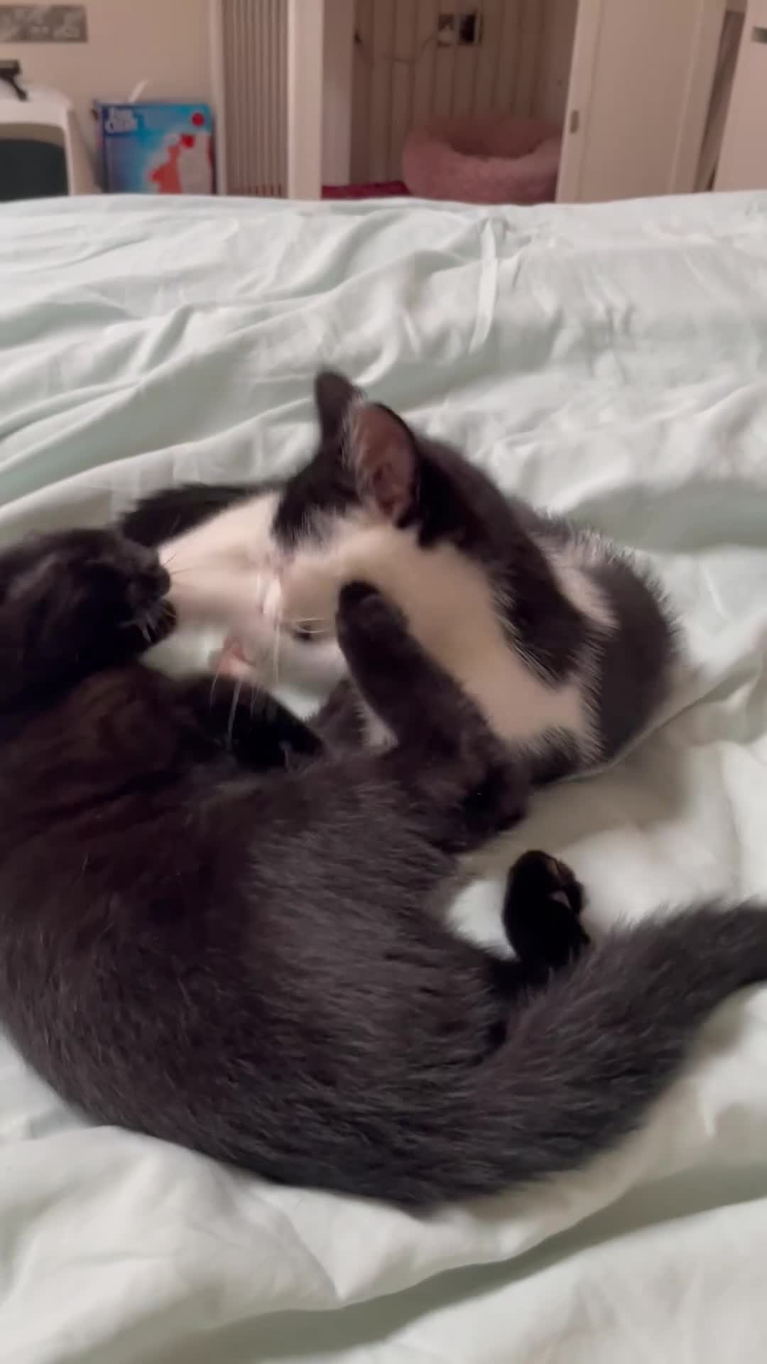 Mixed Breed cats for sale: Ozzy & Oscar - Bonded Brothers 🐾 - Video 3