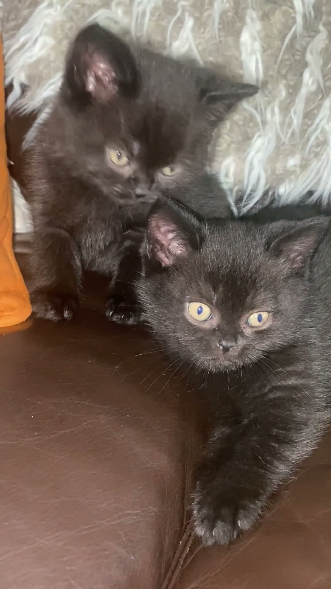 British Shorthair cats for sale: 6 beautiful British Short Hair Kittens - Video 1
