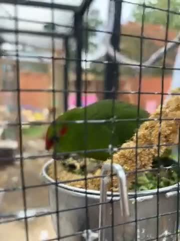 Parakeets birds for sale: kakariki chicks ready to go  - Video 1