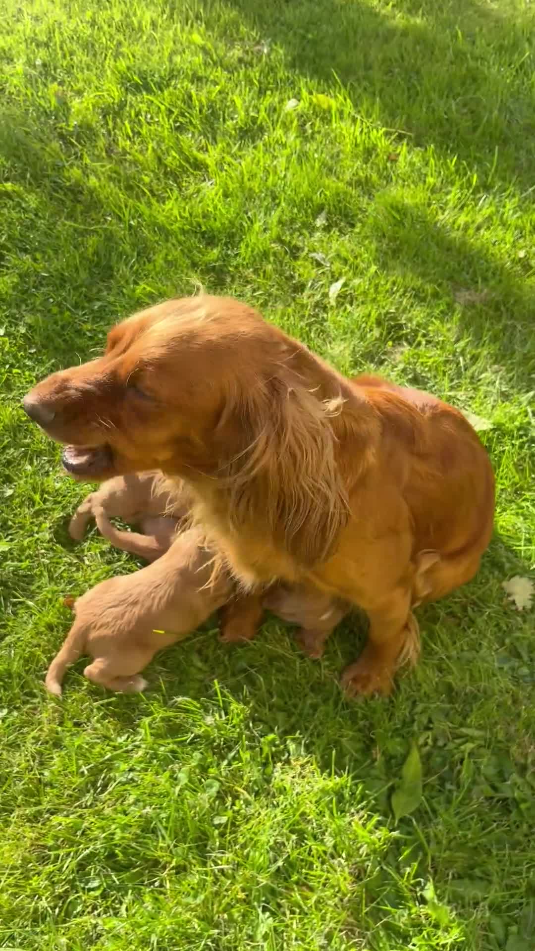 Cocker Spaniel dogs for sale: KC registerd working cocker spaniel puppies - Video 2