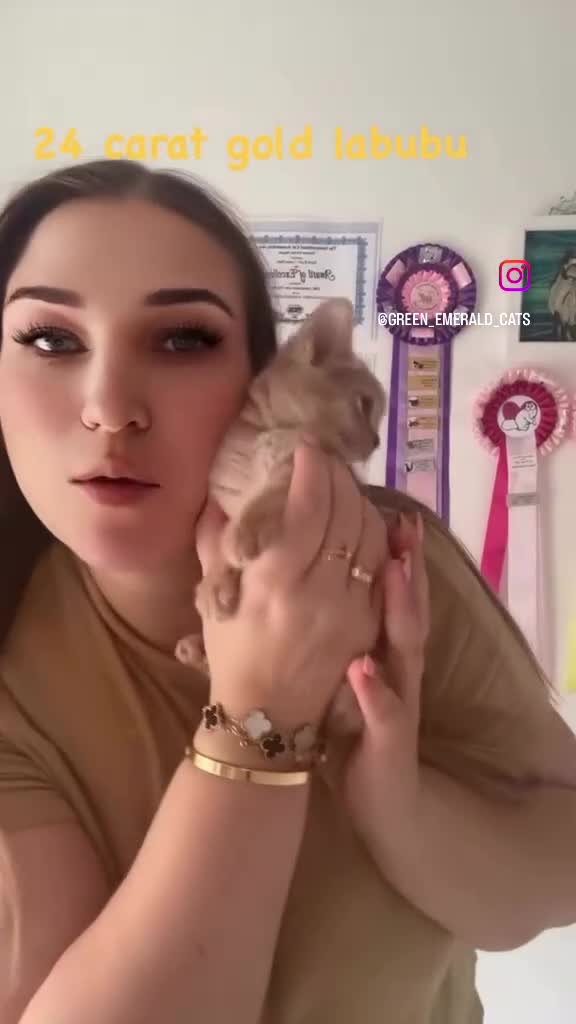 Abyssinian cats for sale: Pure pedigree fawn Abyssinian kittens 🐱  - Video 1