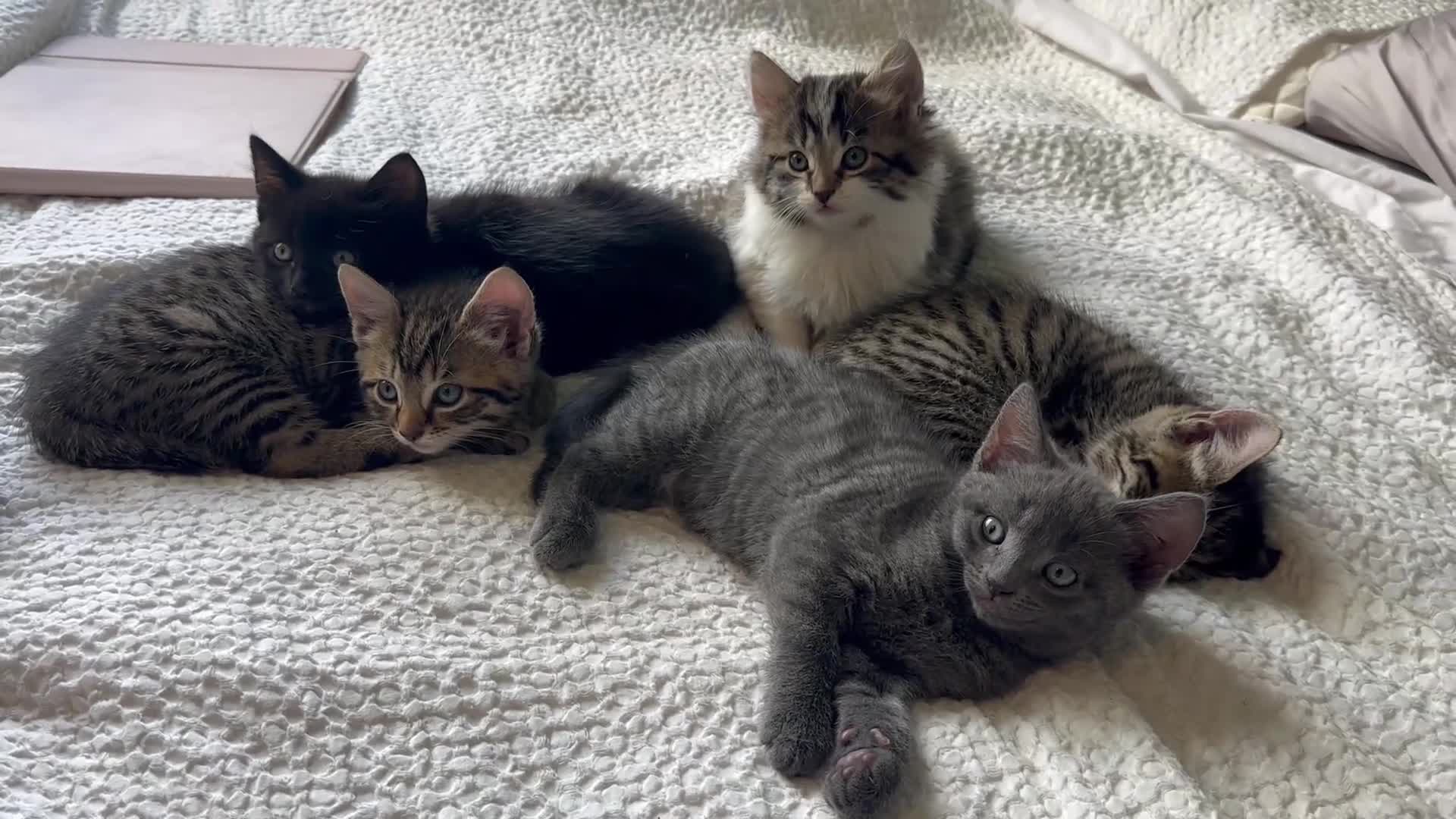 Mixed Breed cats for sale: A beautiful mix of kittens. - Video 1