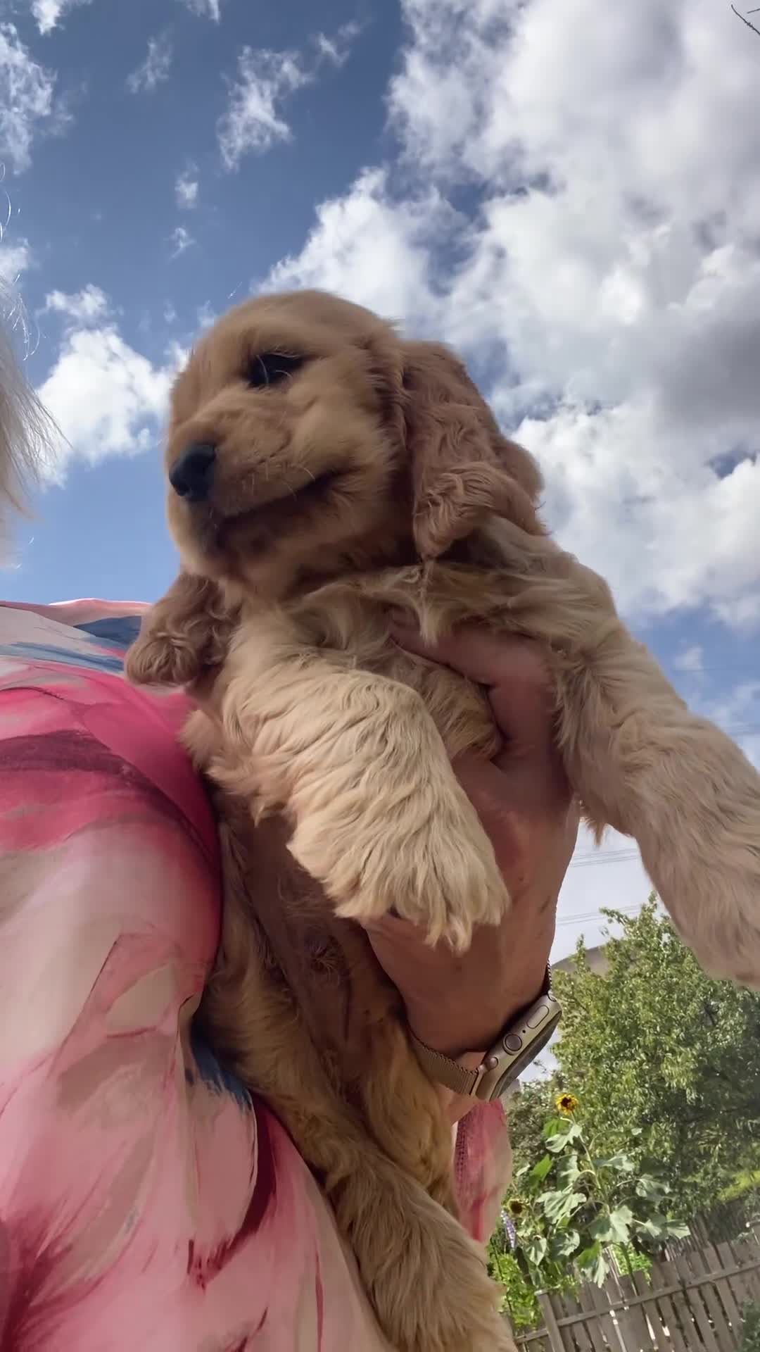 Cocker Spaniel dogs for sale: Male Show cockers - Video 2
