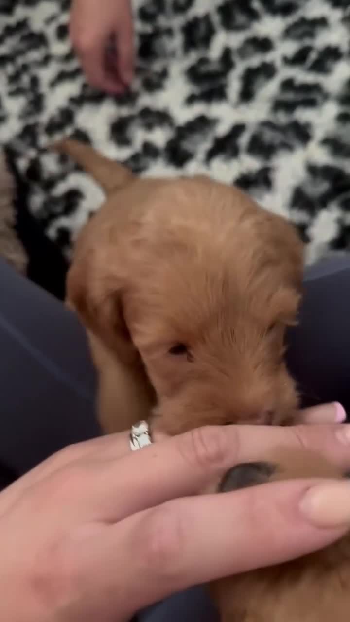 Labradoodle dogs for sale: Miniature Rare Lavender Labradoodle Puppies - Video 1