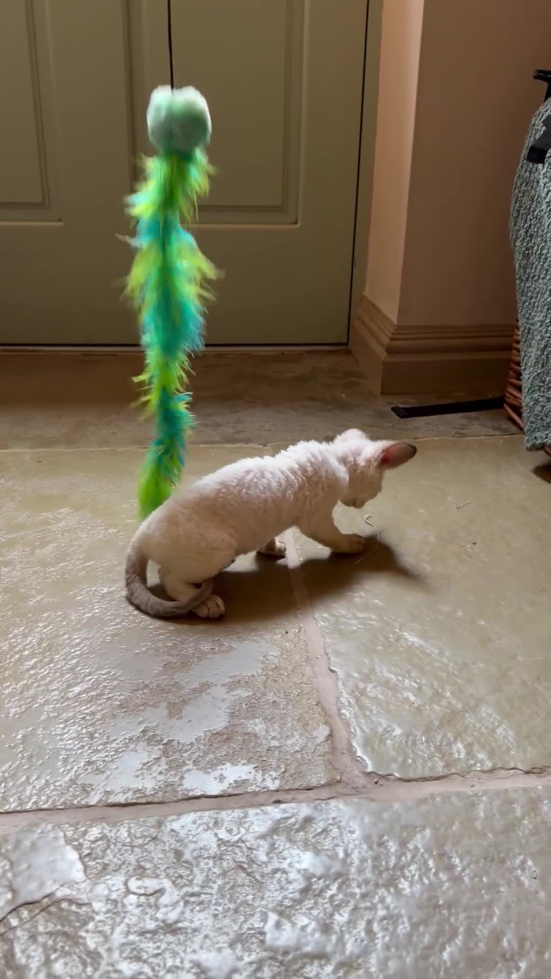 Devon Rex cats for sale: Two mischievous Devon Rex boys  - Video 2