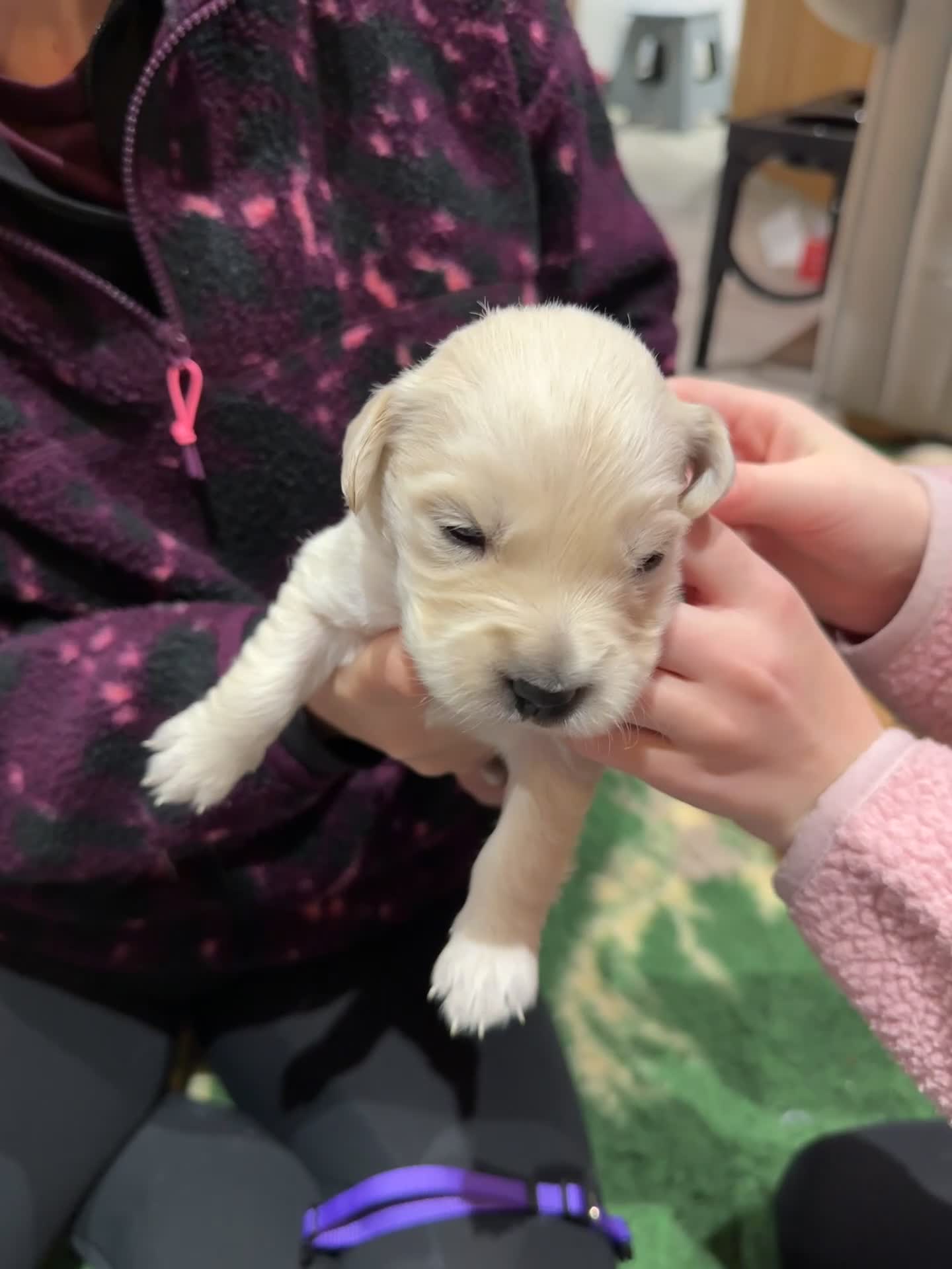 Golden Retriever dogs for sale: Daisy’s first litter - Video 1
