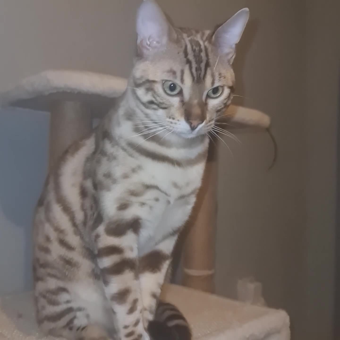 Bengal cats for sale: Bengal - Video 3