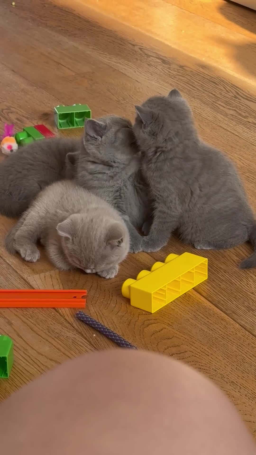 British Shorthair cats for sale: 🌟 Adorable British Shorthair Kittens – Ready! 🌟 - Video 1