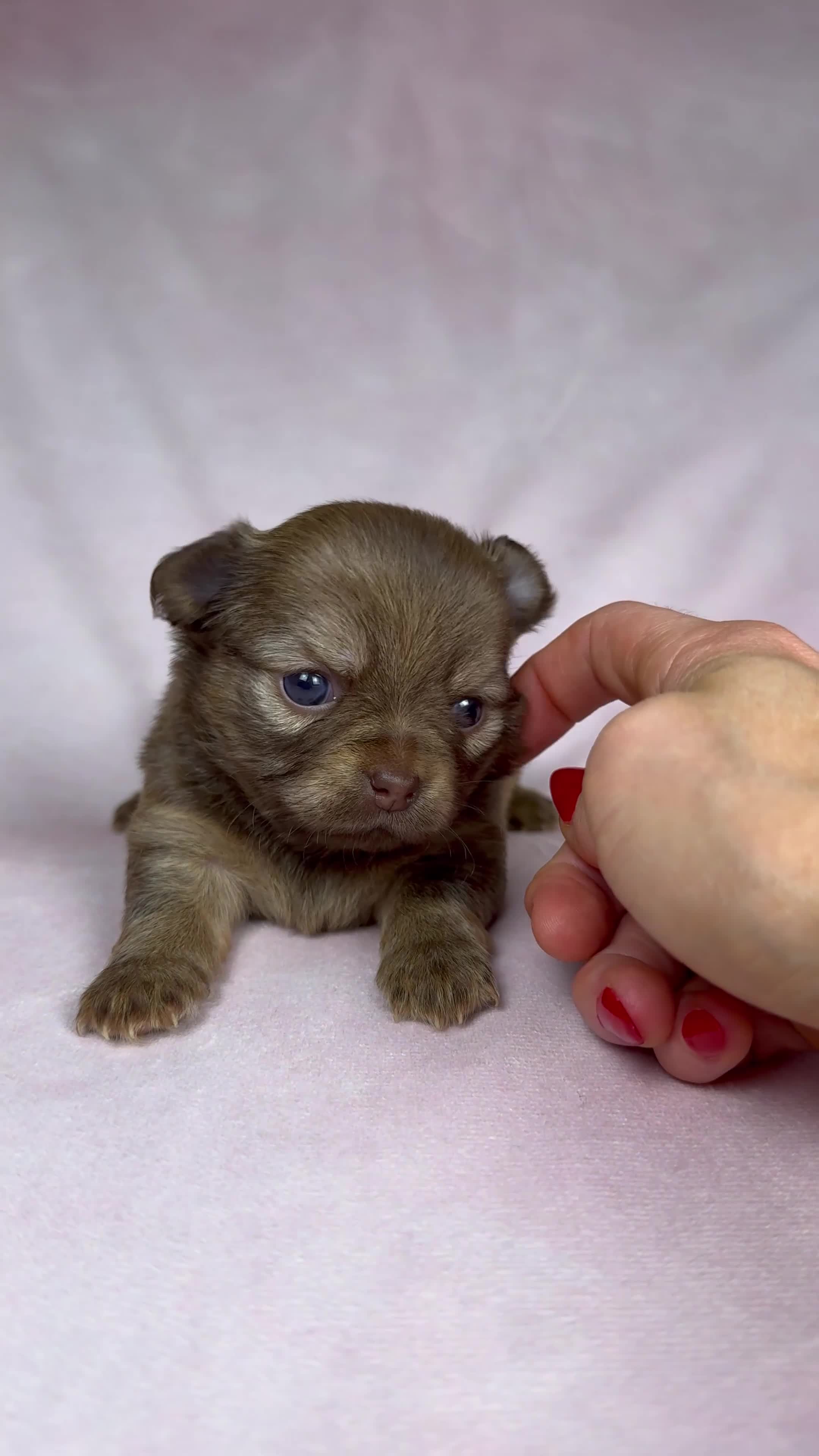 Chihuahua dogs for sale: Chihuahua puppies available on  ** s  - Video 3