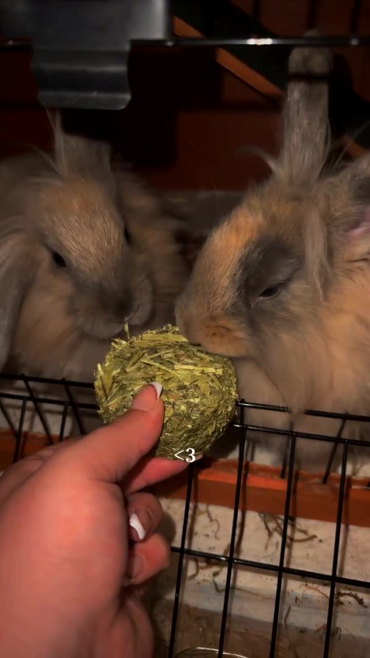 Lionhead rabbits for sale: 2 lion head sisters to rehome  - Video 1