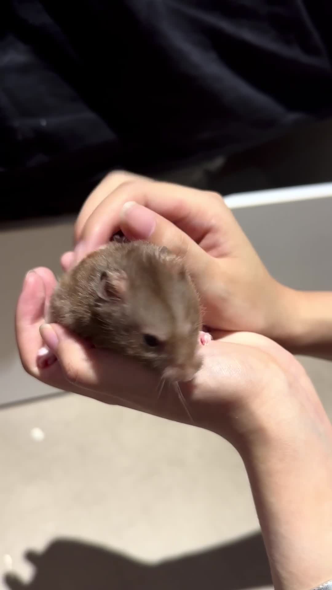 Hamster rodents for sale: Looking for a loving home for 4 healthy hamsters  - Video 2