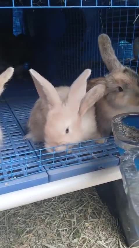 Continental Giant rabbits for sale: Majical pure breeds (Premium) - Video 3