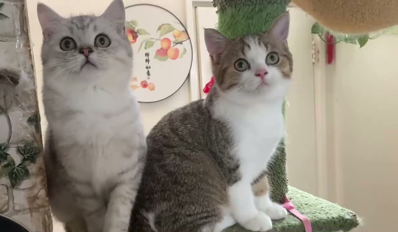 Munchkin cats for sale: ✨ Adorable TICA Registered Munchkin Kittens ✨ - Video 2