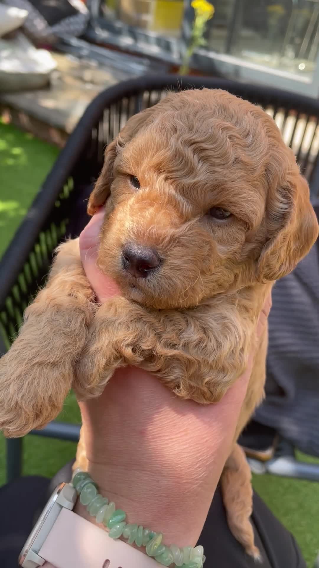 Mixed Breed dogs for sale: 7 Stunning Toy Red Poodle X PugxCockerpoo Puppies in Greenhithe - Video 4