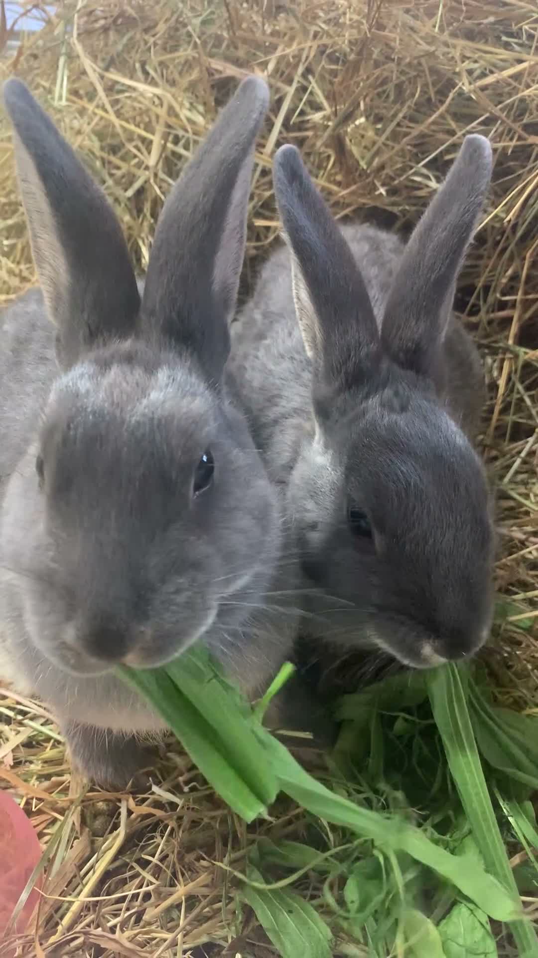 Mixed Breed rabbits for sale: LAST blue Mini Rex mix boy - Video 1